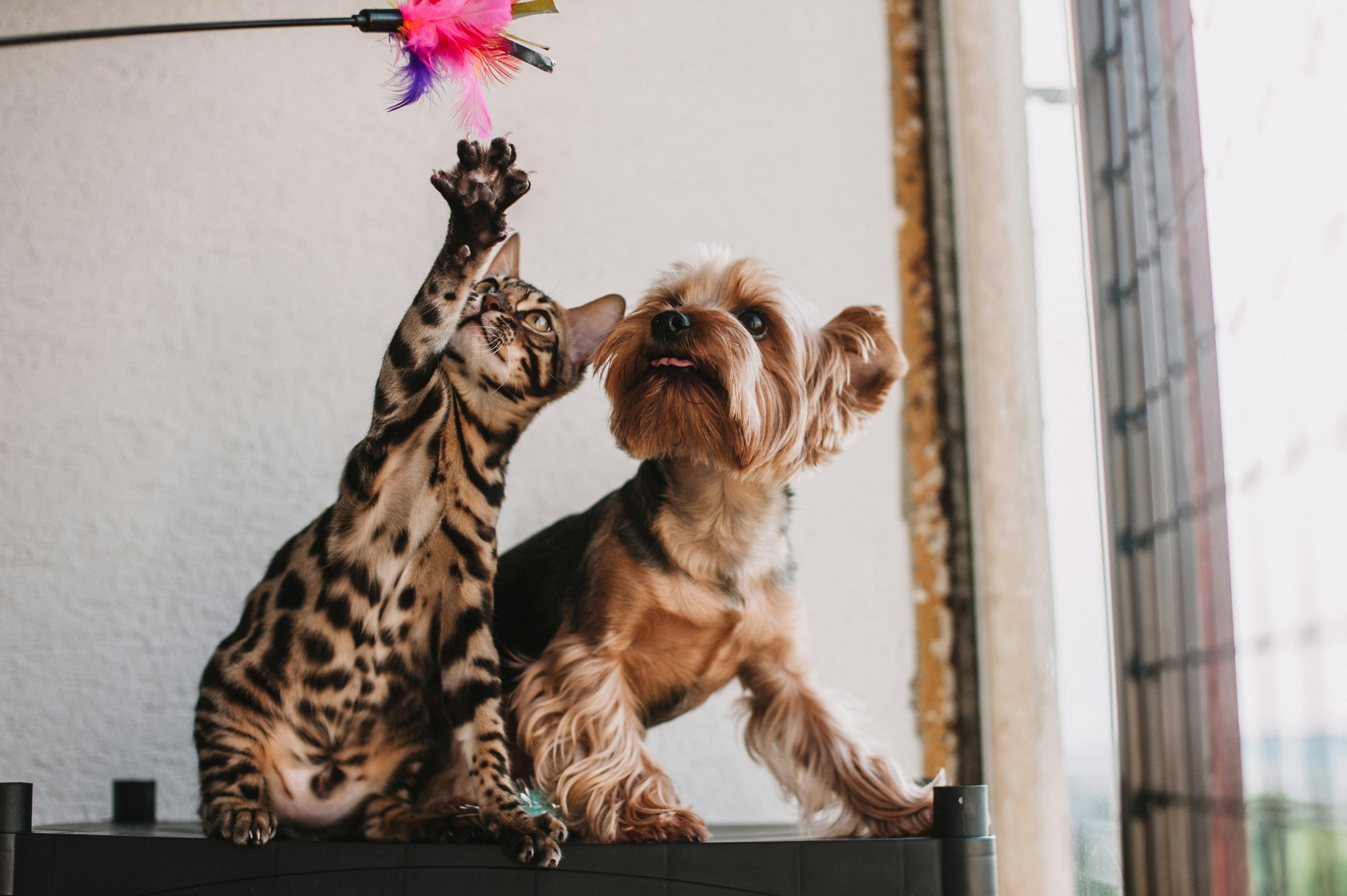 Pet's